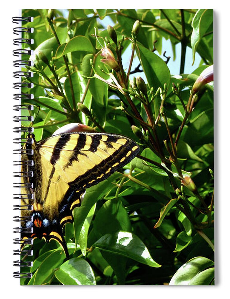 Butterflies Spiral Notebook featuring the photograph Swallowtail on Mandevilla by Amelia Racca