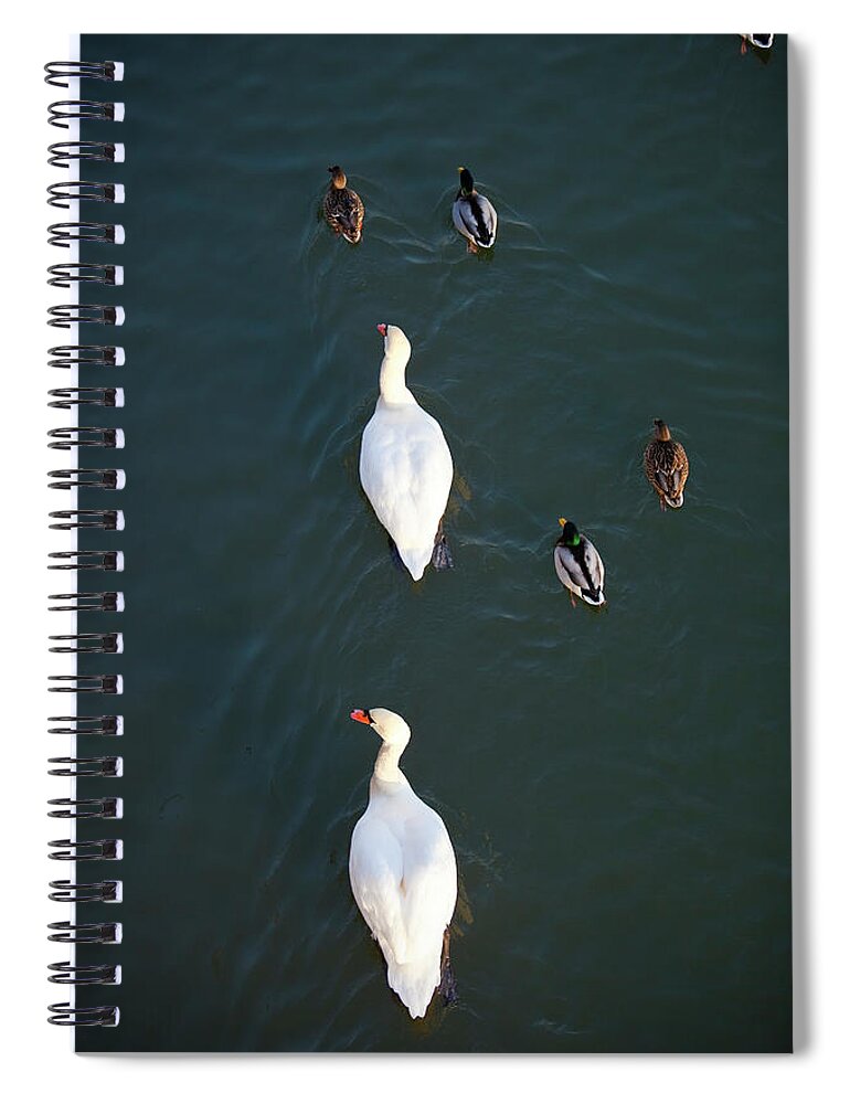 Animal Themes Spiral Notebook featuring the photograph Swans And Ducks On Main River by Richard I'anson