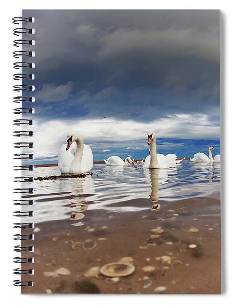 Tranquility Spiral Notebook featuring the photograph Swans Swimming In The Shallow Water by John Short / Design Pics