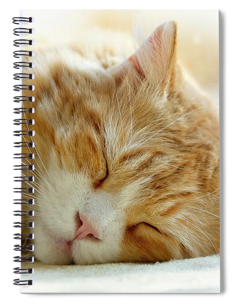 Cat Spiral Notebook featuring the photograph Sweet Dreams, BobCat by Carol Senske