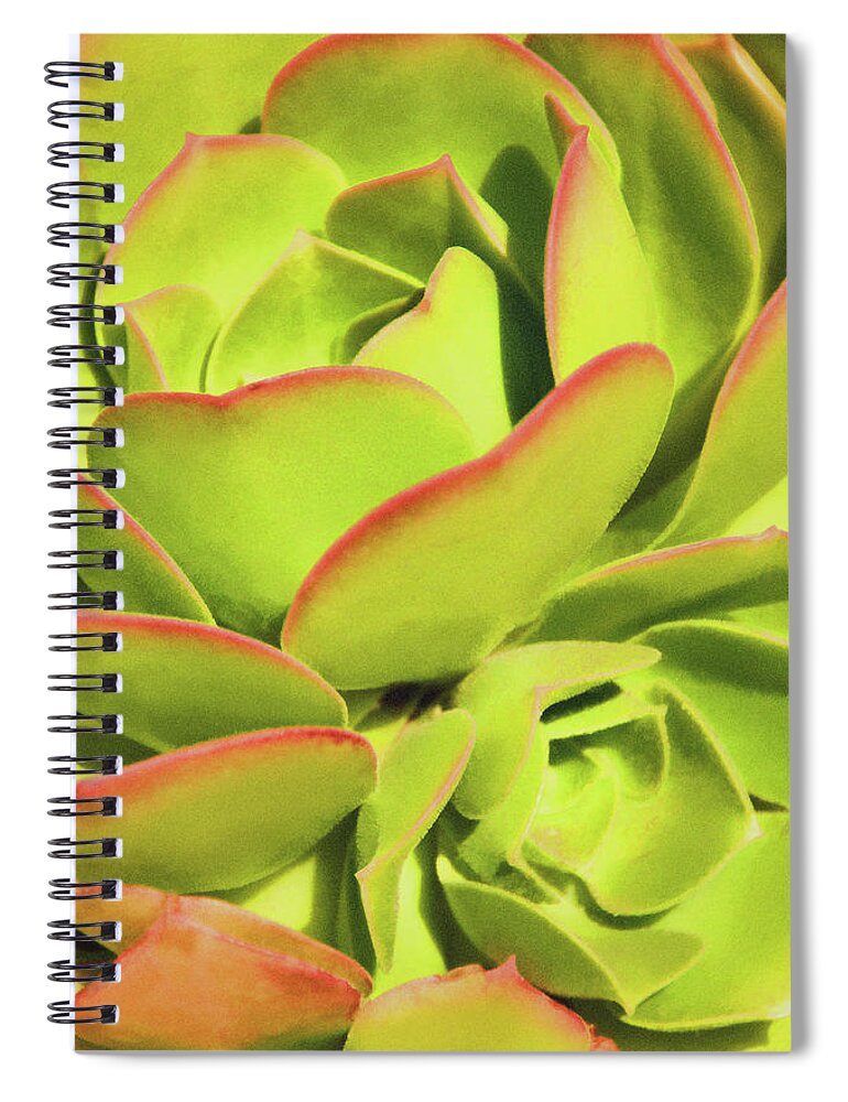 Hen And Chicks Spiral Notebook featuring the photograph Sweet Succulents I by Leda Robertson
