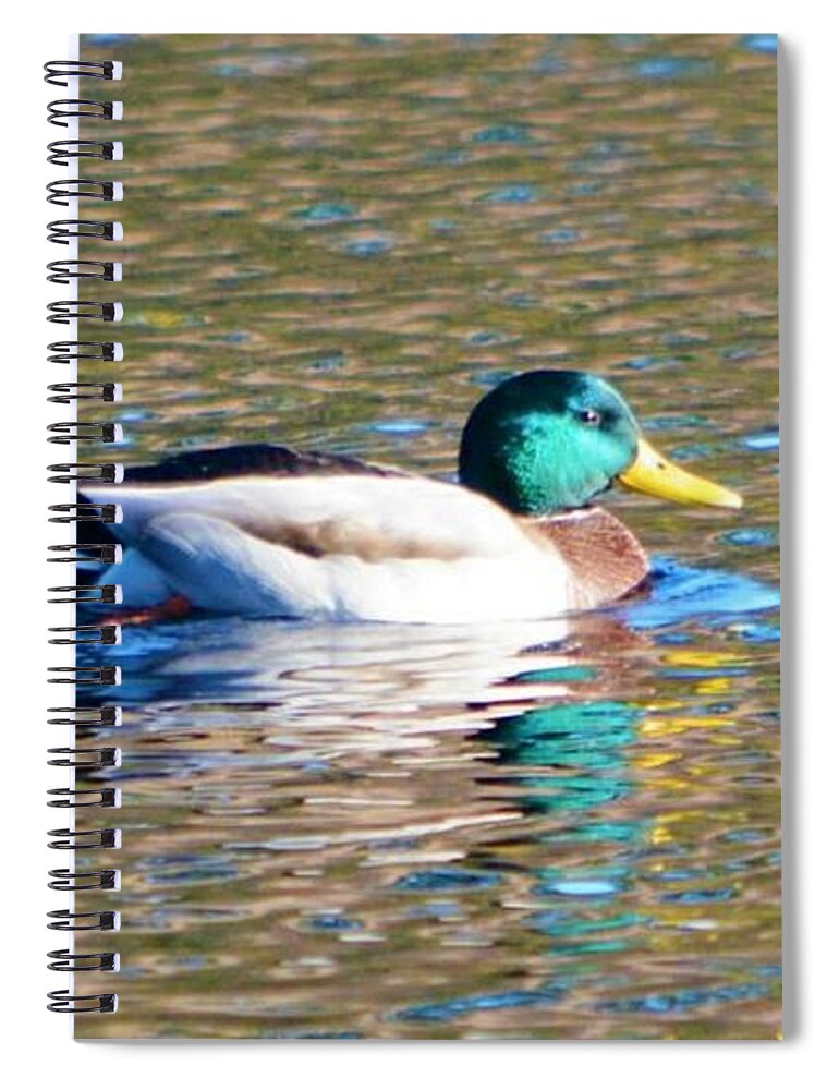 Mallard Spiral Notebook featuring the photograph Swimming Mallard and Autumn Leaf Reflections by Dani McEvoy