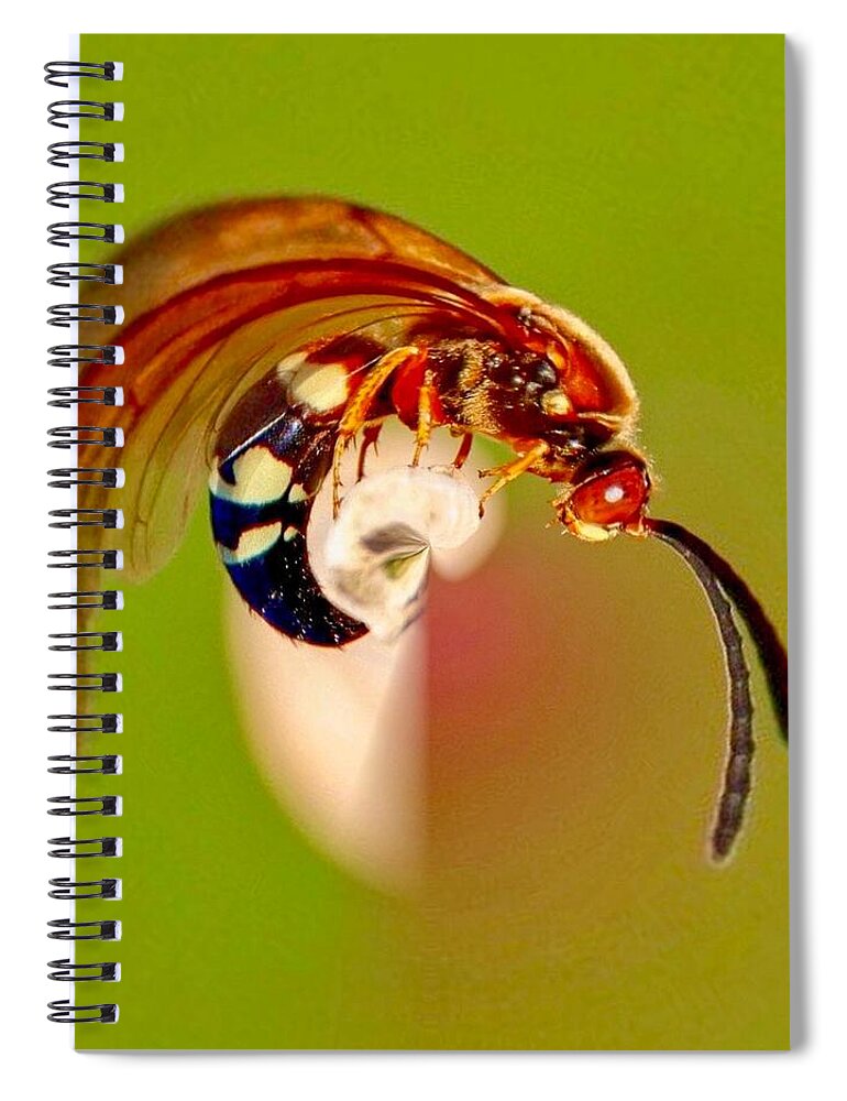 Wasp Spiral Notebook featuring the digital art Swirly Wasp by Susan Rydberg
