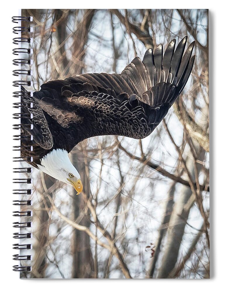 Eagle Spiral Notebook featuring the photograph Swoopin by Laura Hedien