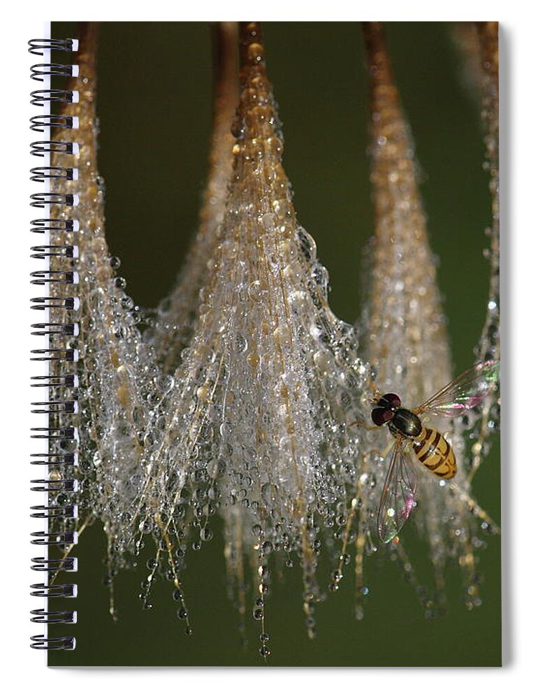 Syrphid Fly Spiral Notebook featuring the photograph Syrphid Fly On A Dewy Morn by Daniel Reed
