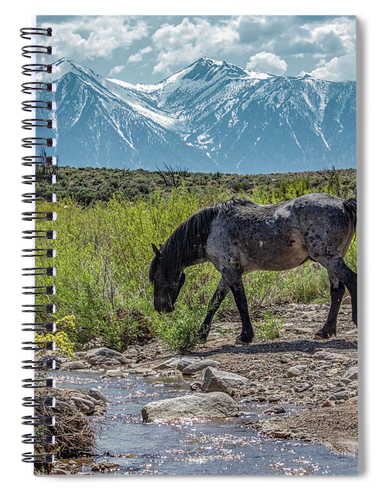  Spiral Notebook featuring the photograph _t__0634 by John T Humphrey