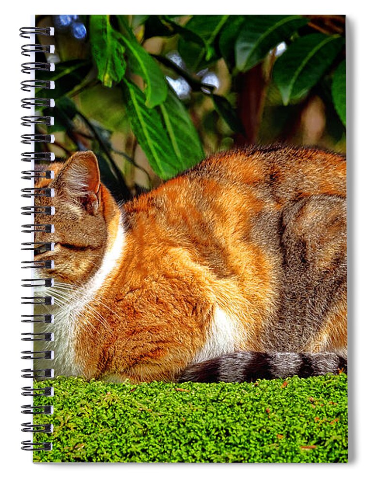 Tabby Spiral Notebook featuring the photograph Tabby by Olivier Le Queinec