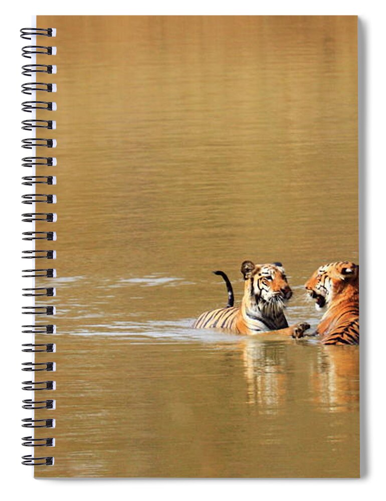 Animal Themes Spiral Notebook featuring the photograph Tadoba-01 by Rbb