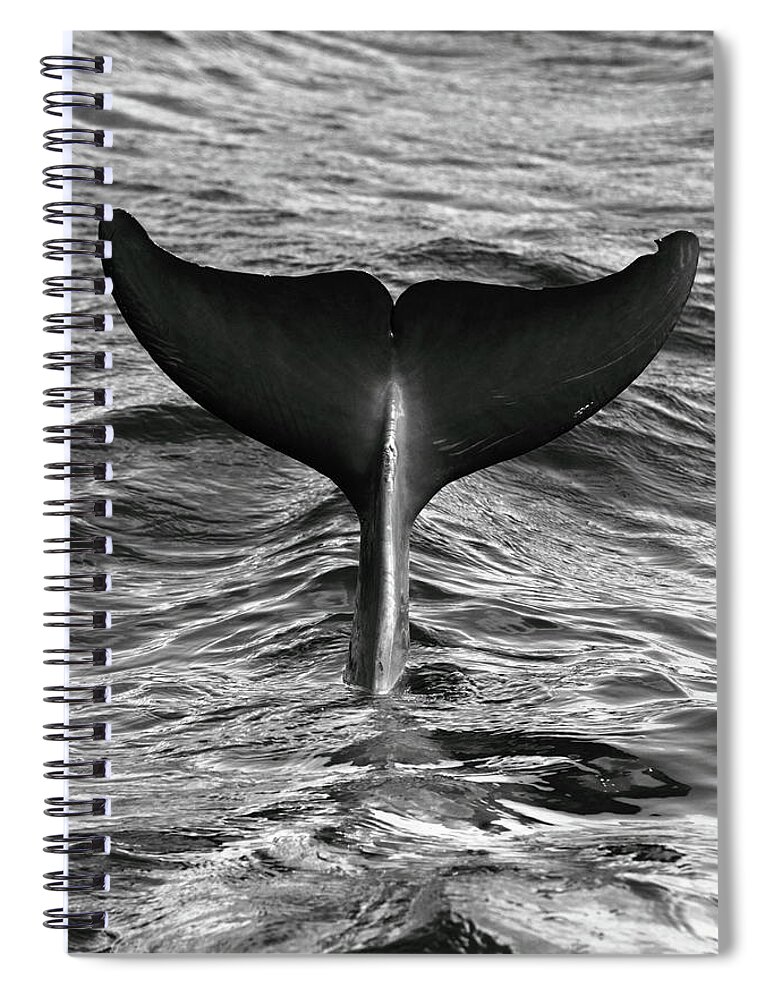 Diving Into Water Spiral Notebook featuring the photograph Tail Of Diving Dolphin Above Water by Rich Lewis