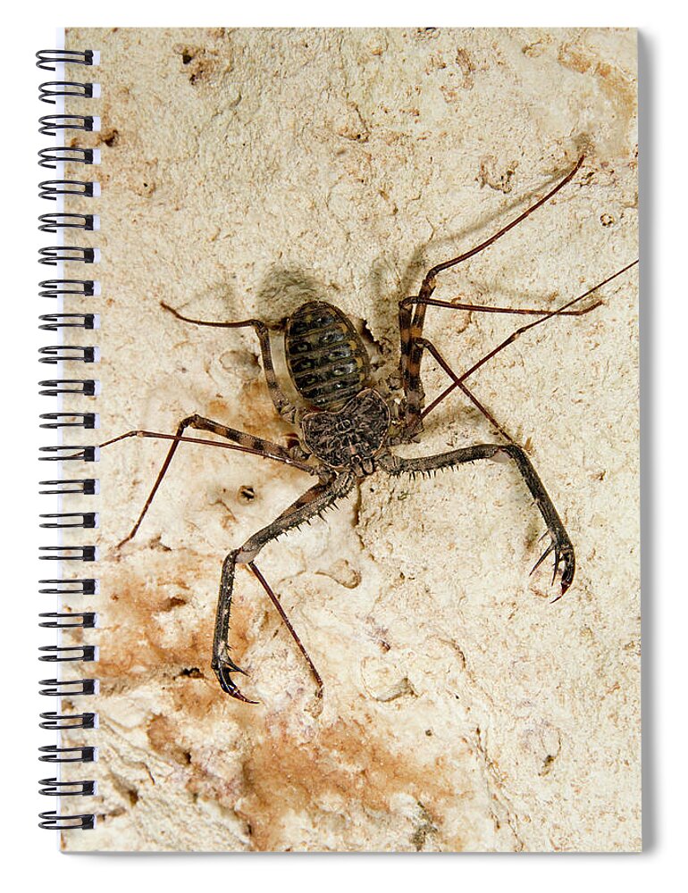 Africa Spiral Notebook featuring the photograph Tailless Whip Scorpion by Ivan Kuzmin