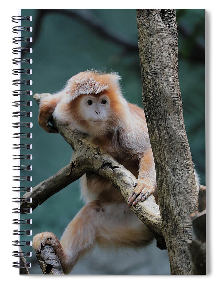 Bronx Zoo Spiral Notebook featuring the photograph Tan Monkey 2 by Doolittle Photography and Art