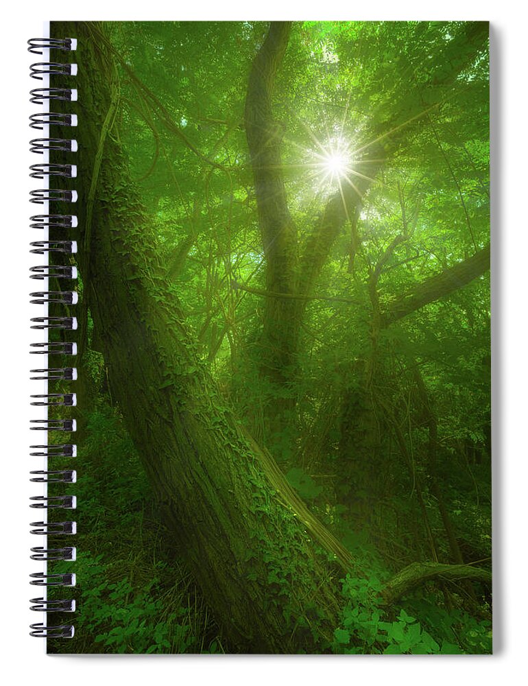 Forest Spiral Notebook featuring the photograph Tangled by Giovanni Allievi