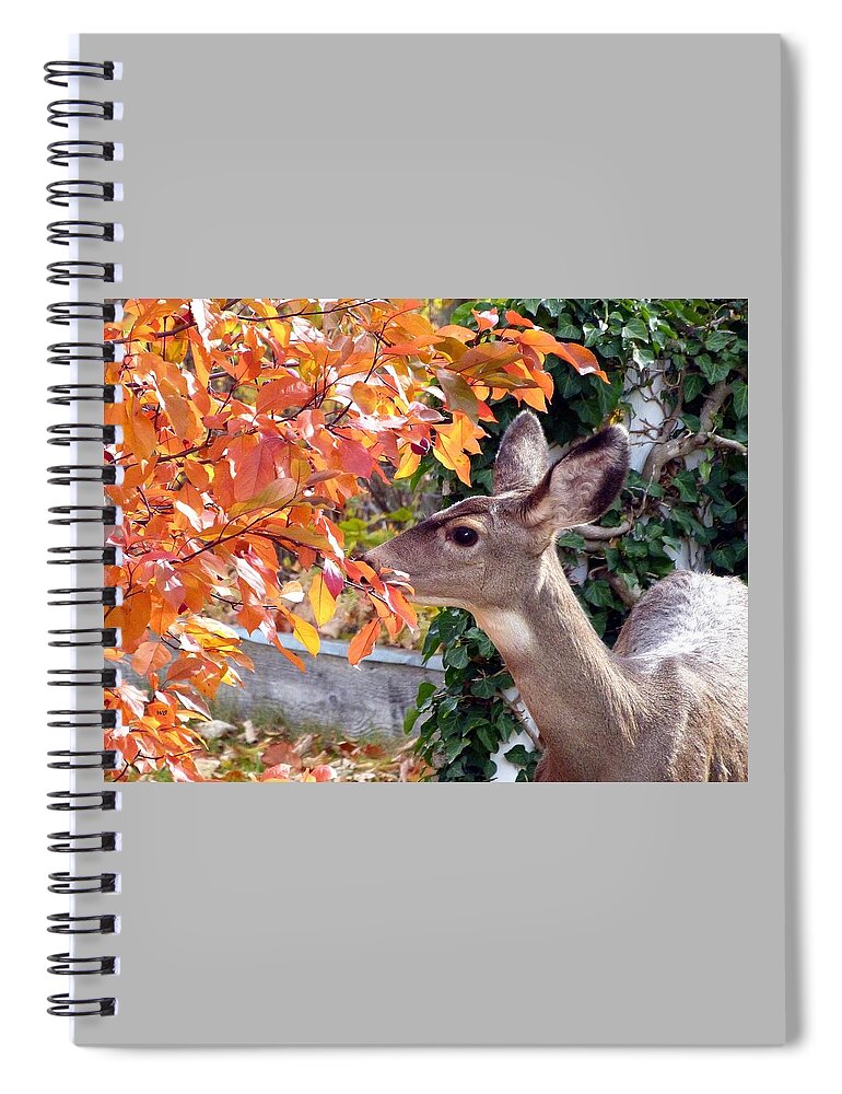 Deer Spiral Notebook featuring the photograph Tasting The Crabapples by Will Borden