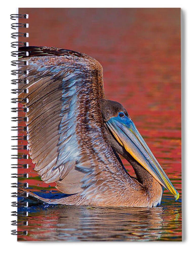 Louisiana Spiral Notebook featuring the photograph Tchefuncte Pelican by Tom Gresham