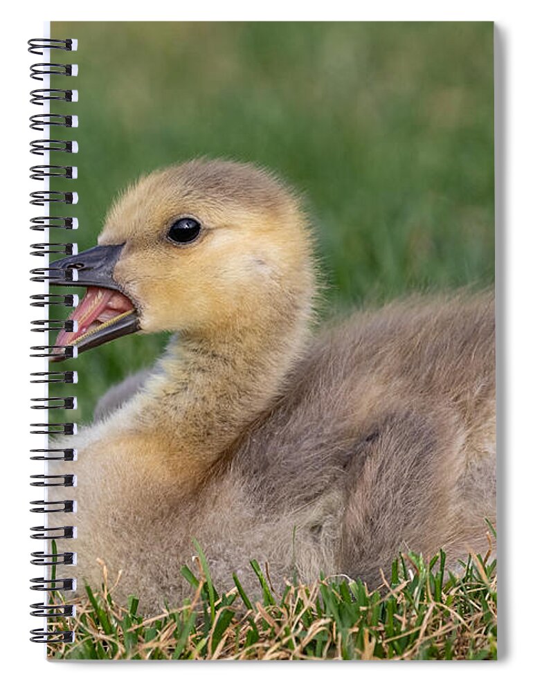 Photography Spiral Notebook featuring the photograph Terrifyingly Cute Gosling by Alma Danison