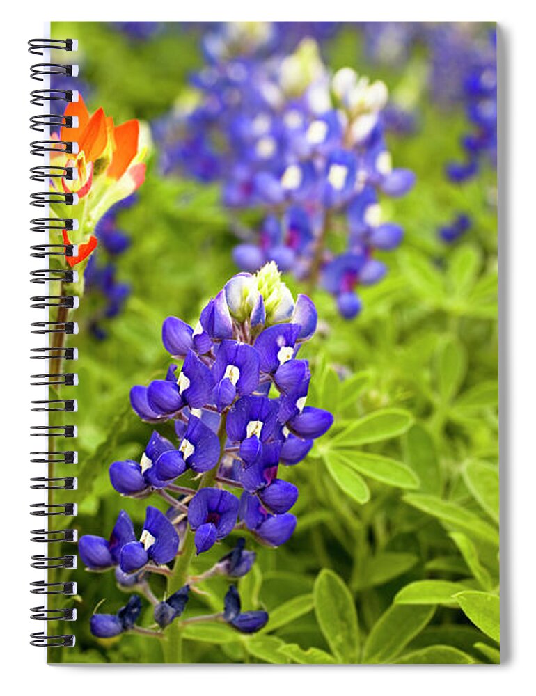 Orange Color Spiral Notebook featuring the photograph Texas Bluebonnets In Spring Meadow by Fstop123