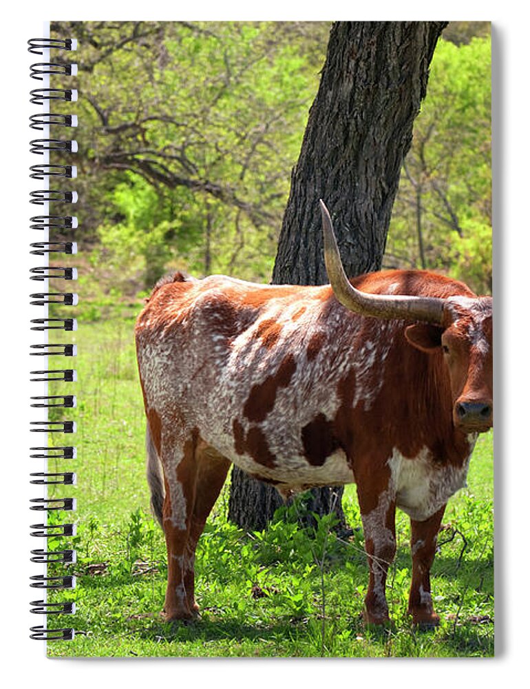 Season Spiral Notebook featuring the photograph Texas Longhorn Cattle In Field On A by Nkbimages