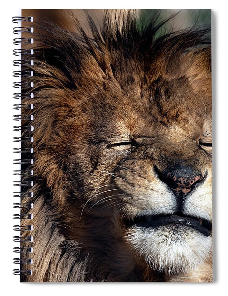 Lion Spiral Notebook featuring the photograph That zebra gave me heartburn by Sam Rino