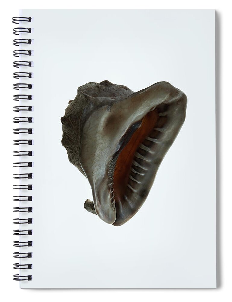 Shadow Spiral Notebook featuring the photograph The Aperture Of A Helmet Shell by Charles Orr