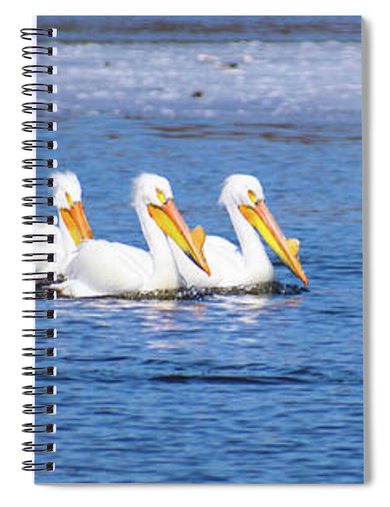 Basking Spiral Notebook featuring the photograph The Baskers by Phil S Addis
