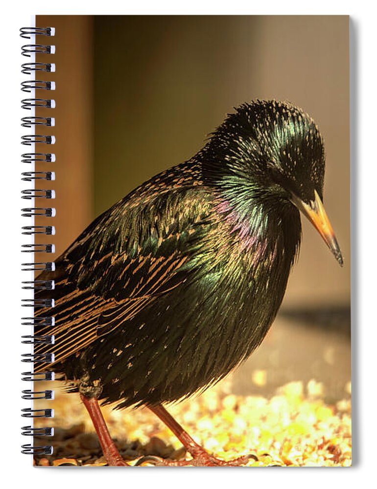 Bird Spiral Notebook featuring the photograph The Bright Shinny Starling Bird by Sandra J's
