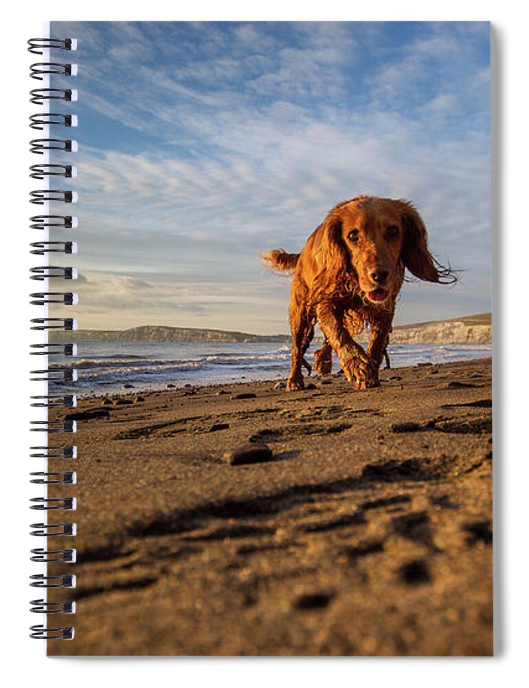 Pets Spiral Notebook featuring the photograph The Curious Dog by S0ulsurfing - Jason Swain