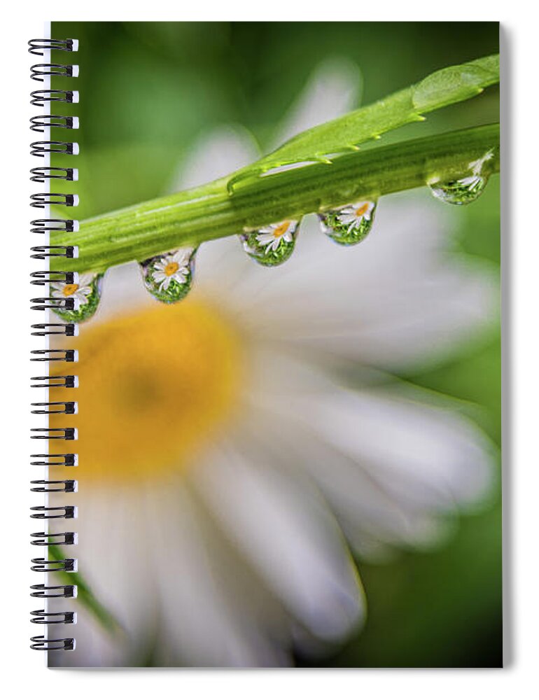 Daisy Chain Spiral Notebook featuring the photograph The Daisy Chain by Melissa Lipton