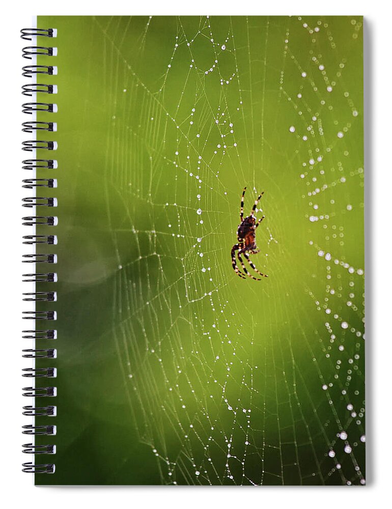 Spider Spiral Notebook featuring the photograph The great architect in the morning light by Tatiana Travelways