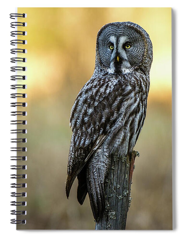 Great Grey Perching Spiral Notebook featuring the photograph The Great Gray Owl in the morning by Torbjorn Swenelius
