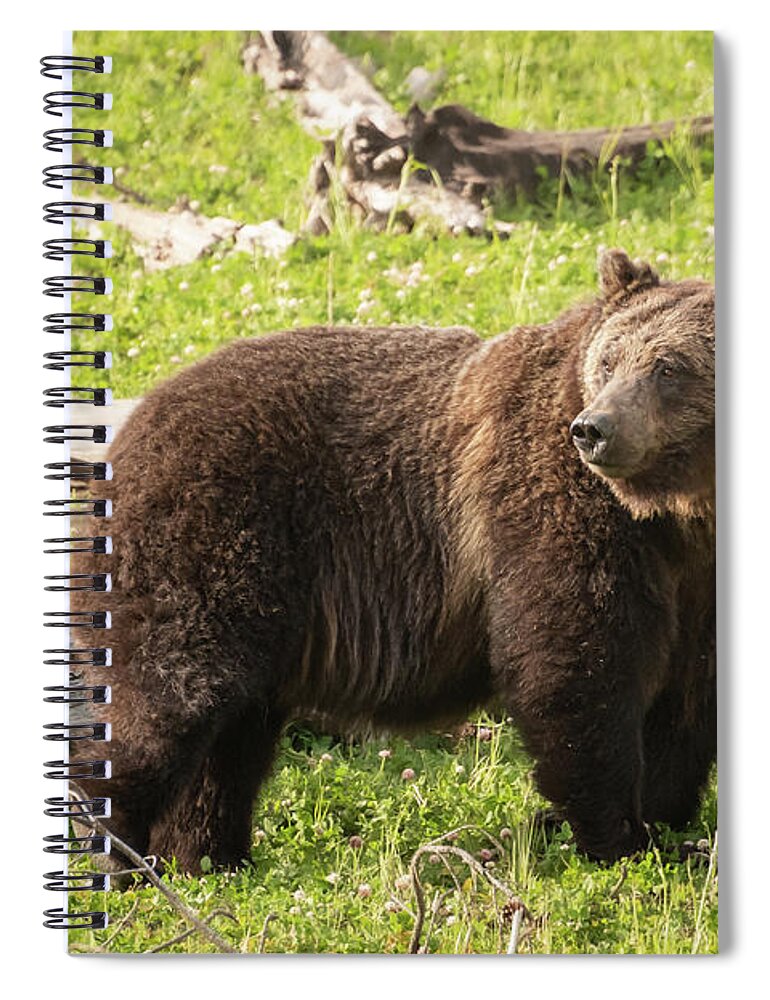 2019 Spiral Notebook featuring the photograph The Great Grizzly Bear by Constance Puttkemery