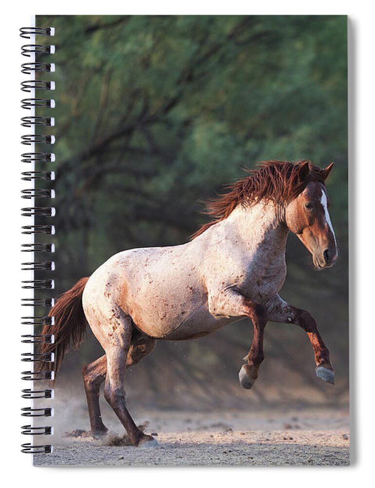 Salt River Wild Horse Spiral Notebook featuring the photograph The Jump by Shannon Hastings