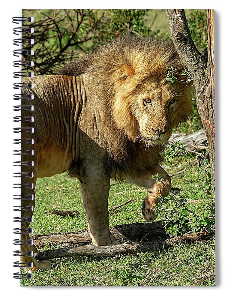 Lion Spiral Notebook featuring the photograph The King's Dance by Wade Aiken