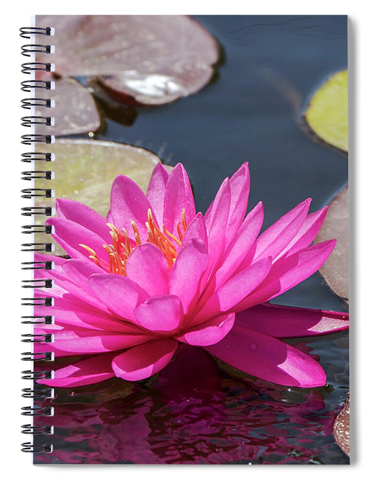 Flower Spiral Notebook featuring the photograph The lady is pink by Arik Baltinester