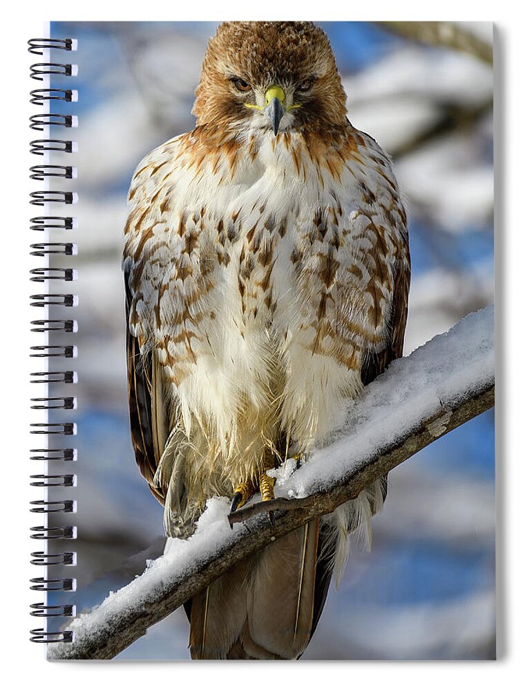 Red Tailed Hawk Spiral Notebook featuring the photograph The Look, Red Tailed Hawk 1 by Michael Hubley