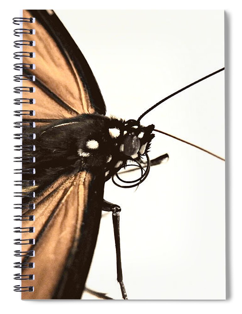 The Monarch Spiral Notebook featuring the photograph The Monarch by Dark Whimsy