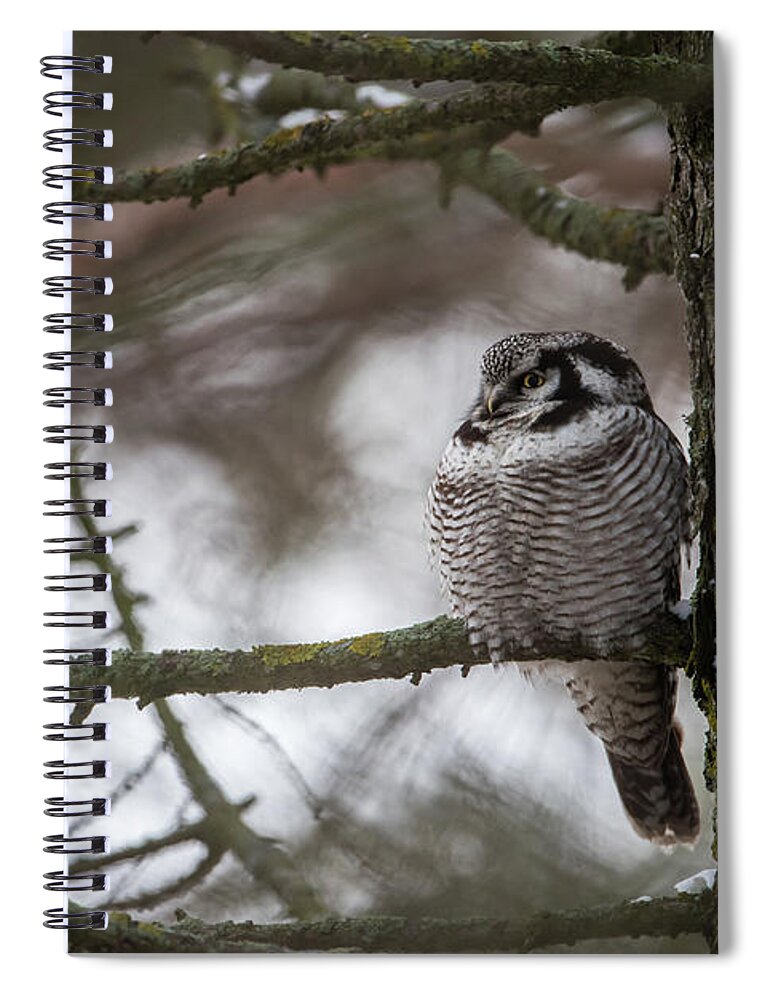 Northern Hawk Owl Spiral Notebook featuring the photograph The Northern Hawk Owl perching on a pine branch in the wood by Torbjorn Swenelius