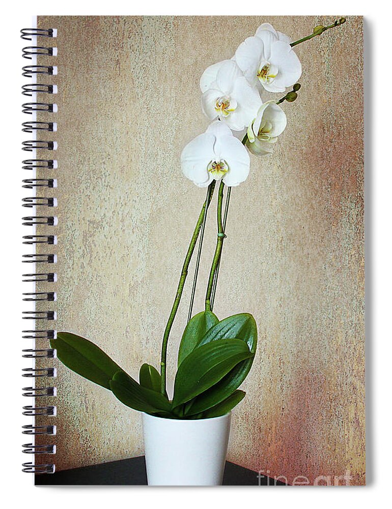 White Spiral Notebook featuring the photograph The Orchid by Milena Ilieva
