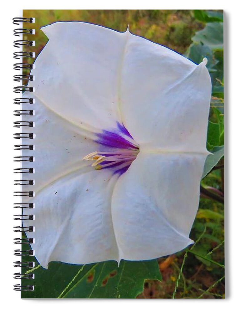 Arizona Spiral Notebook featuring the photograph The Perfect Flower - Sacred Datura by Judy Kennedy