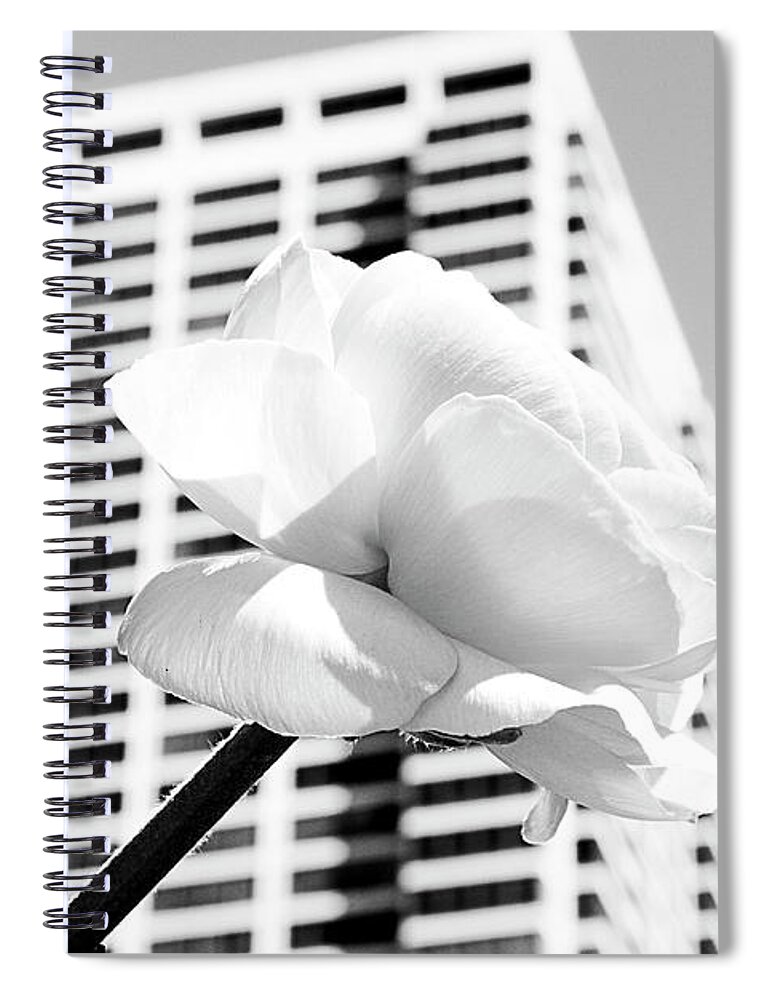 Spring Spiral Notebook featuring the photograph The Rose and The City by Milena Ilieva
