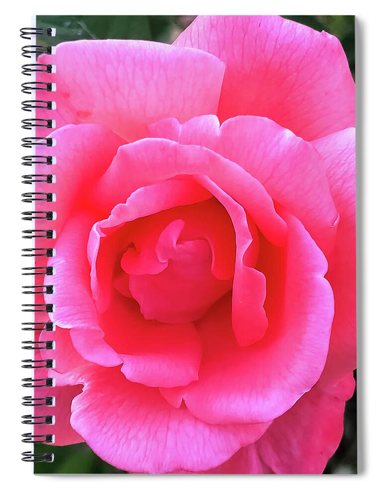 Nature Spiral Notebook featuring the photograph The Rose by Kelly Thackeray