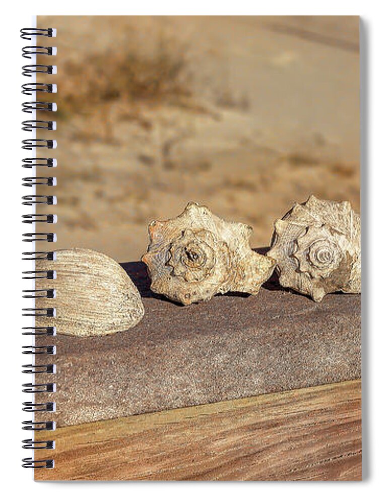 Beach Spiral Notebook featuring the photograph The Shell Collection by Kathy Baccari