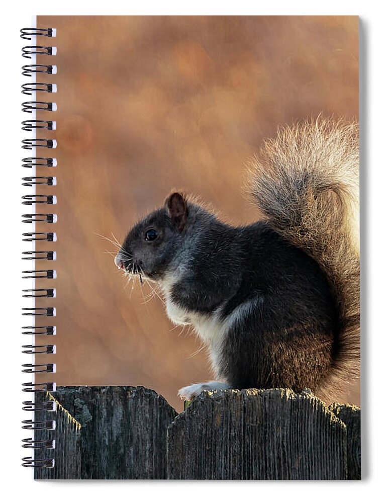 Squirrel Spiral Notebook featuring the photograph The Squirrel with the White Tail by Sandra J's
