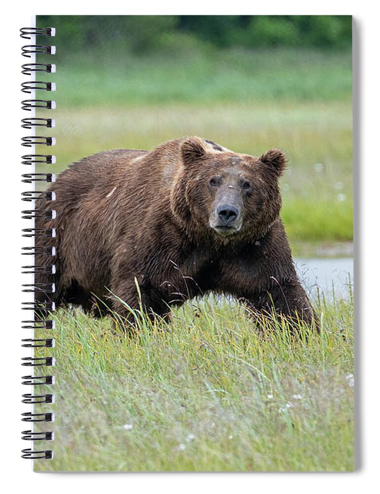 Bear Spiral Notebook featuring the photograph The Stare by Mark Hunter