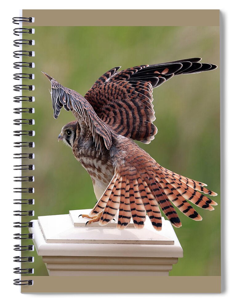 Kestrel Spiral Notebook featuring the photograph The Take Off by Shane Bechler