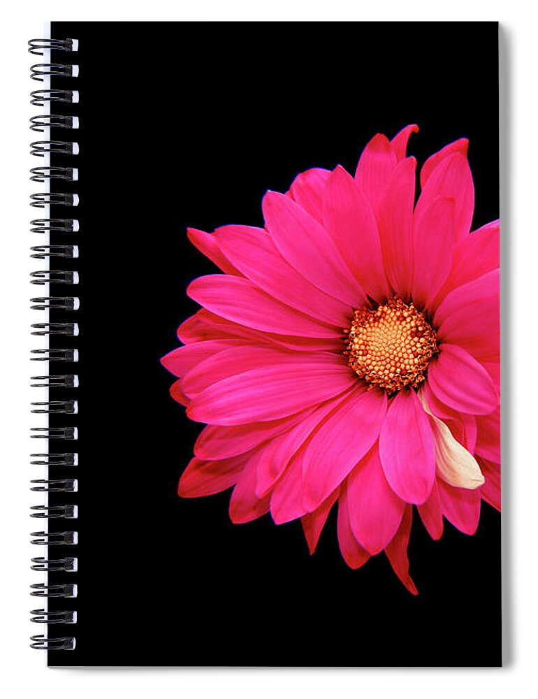 Gerbera Daisy Spiral Notebook featuring the photograph The White Petal by Stuart Harrison