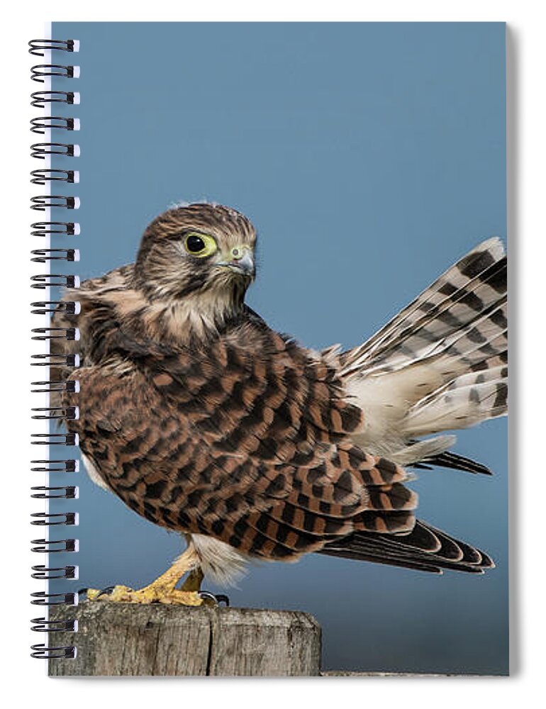 Kestrel Spiral Notebook featuring the photograph The young Kestrel's tail in the air by Torbjorn Swenelius