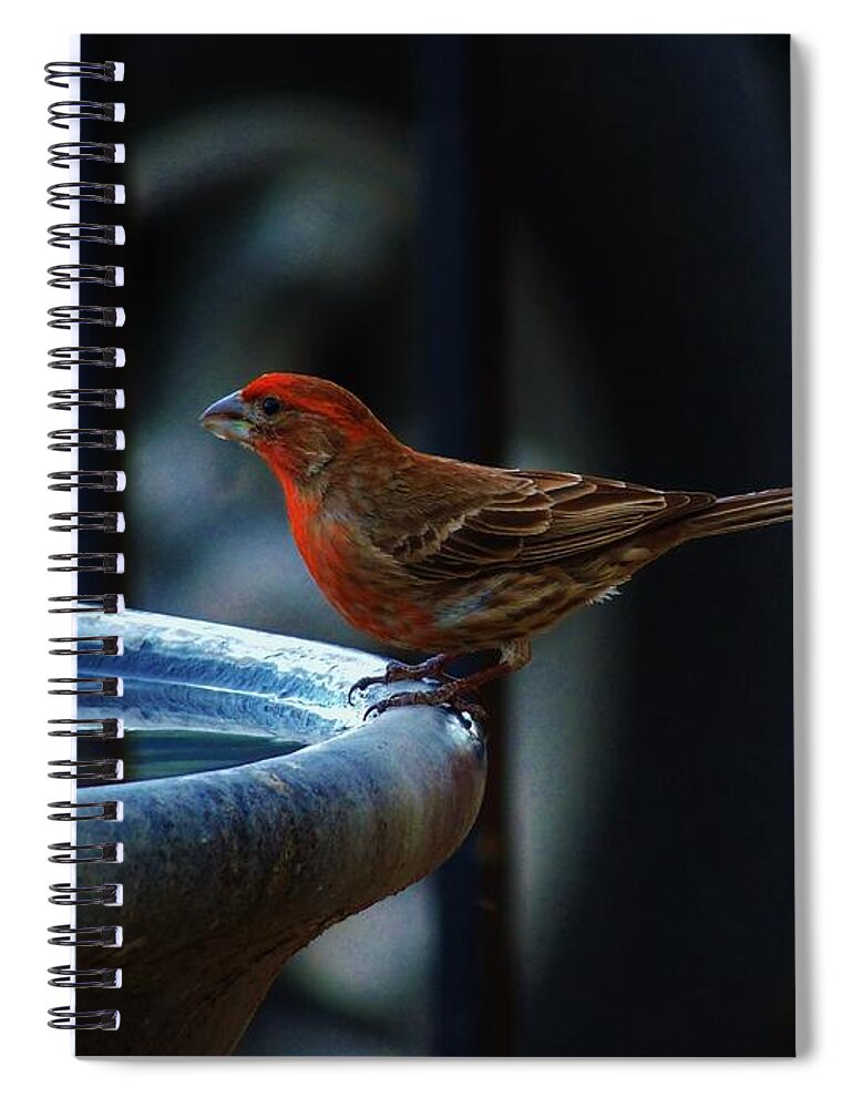 House Finch Spiral Notebook featuring the photograph Thirsty by Helen Carson