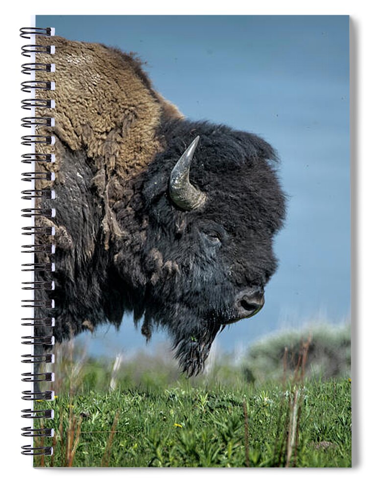 Buffalo Spiral Notebook featuring the photograph This Big Buffalo Guy by Jeanette Mahoney