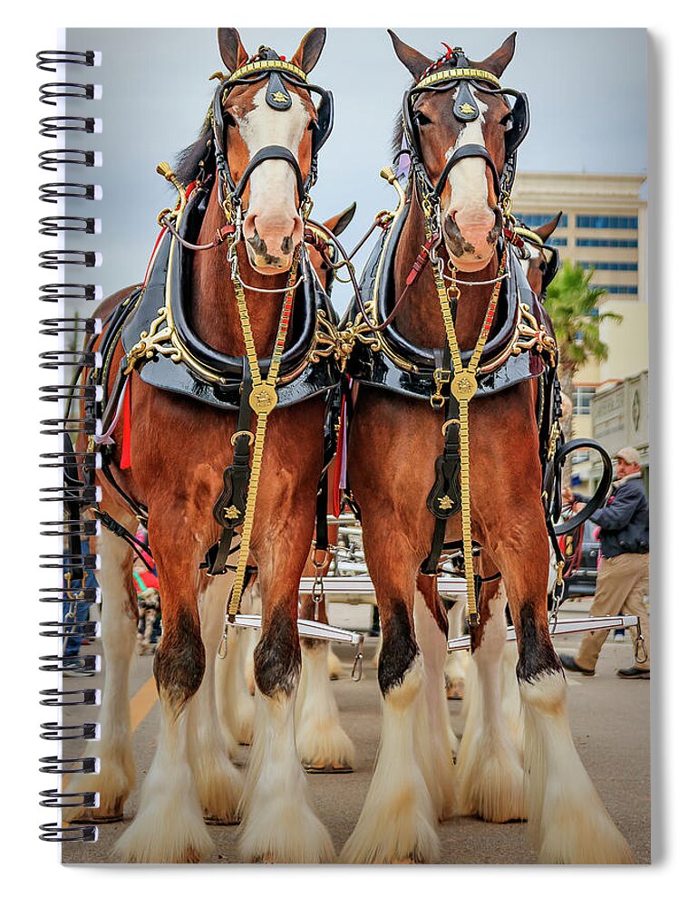 Budweiserclydesdales Spiral Notebook featuring the photograph This Buds For You by JASawyer Imaging