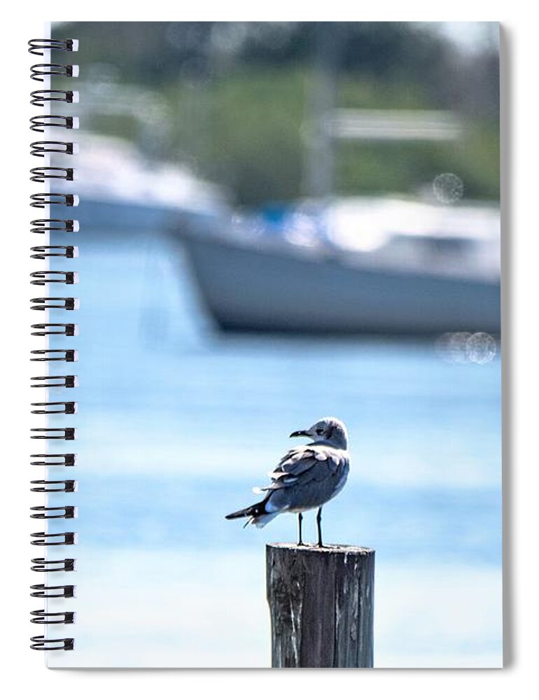 Laughing Gull Spiral Notebook featuring the photograph This is Florida by Mary Ann Artz
